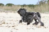 PETIT CHIEN LION 036